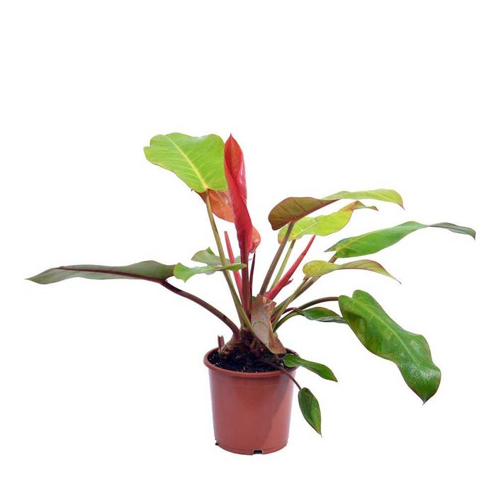 Филодендрон Принц Оранж 45 см