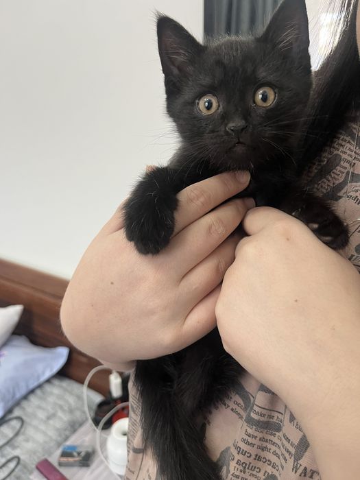 Котята шотландцы