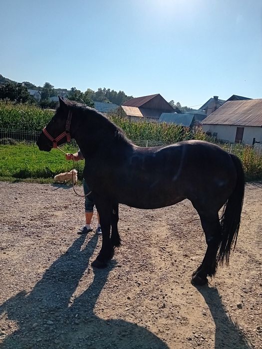 Un cal și mânză de vânzare