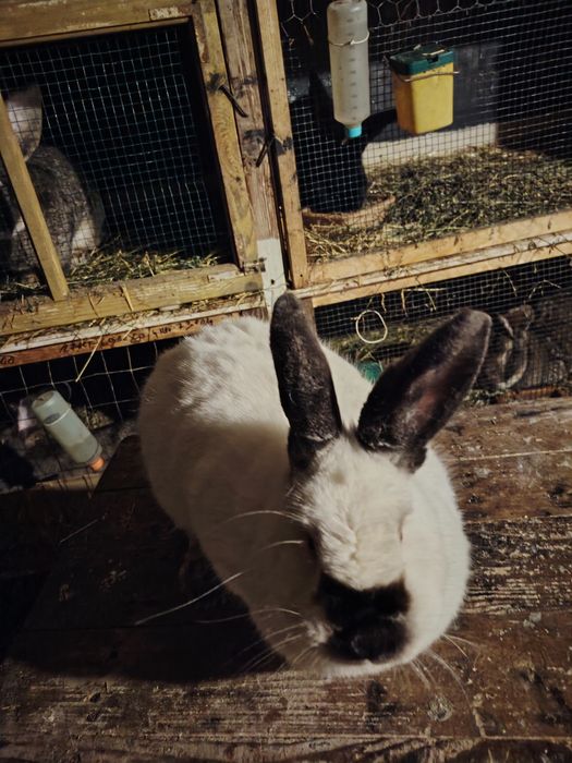 Vând femelă californian