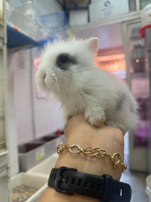 Iepuri pitici,  cap de leu minitoy, teddy