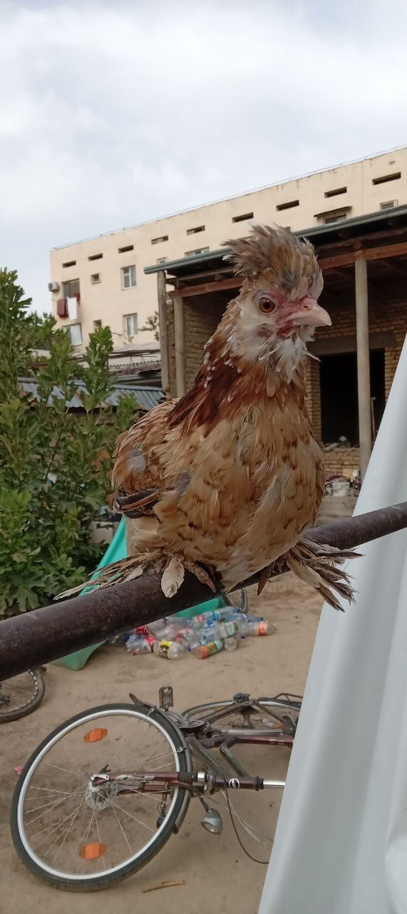 Yapon tovuqla sotiladi