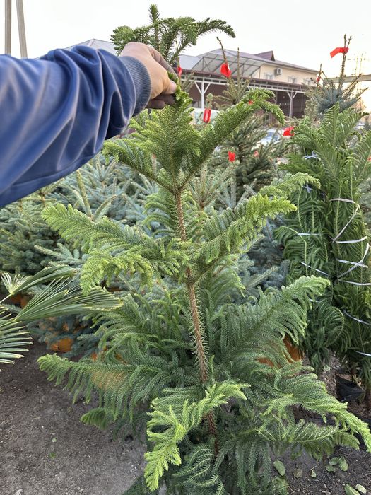 Xar xil turdagi archalar va gullar sotiladi