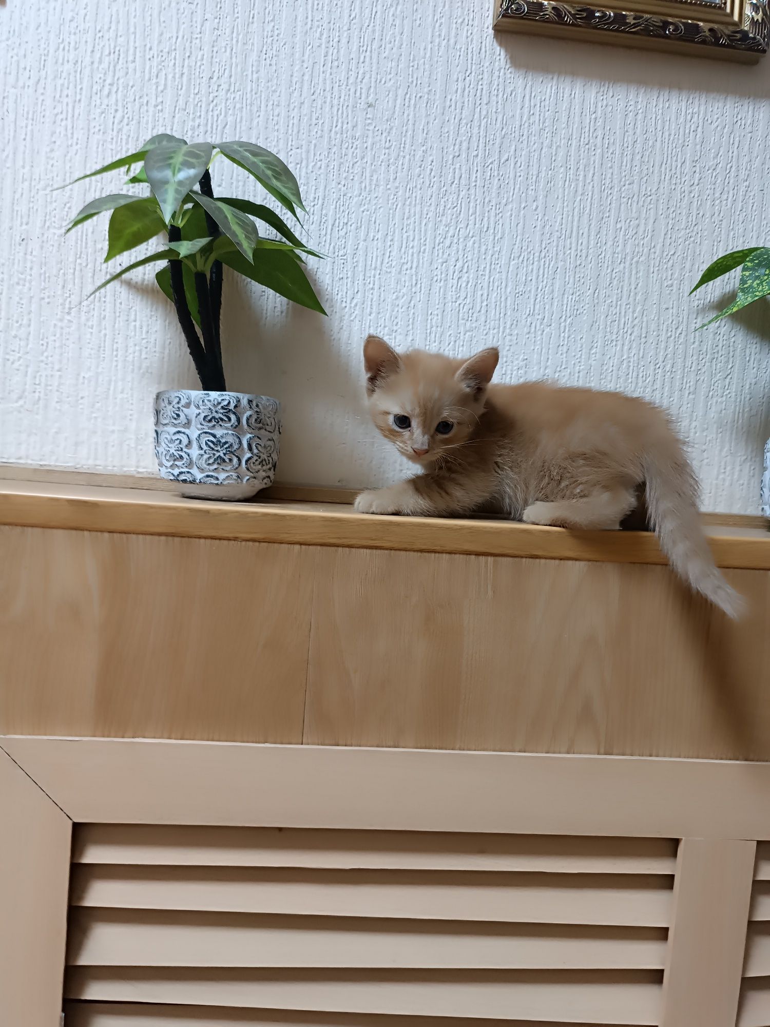 Отдам милых котят в хорошие руки