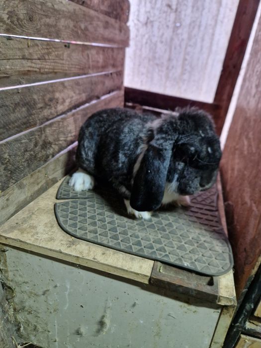 Mascul Berbec German