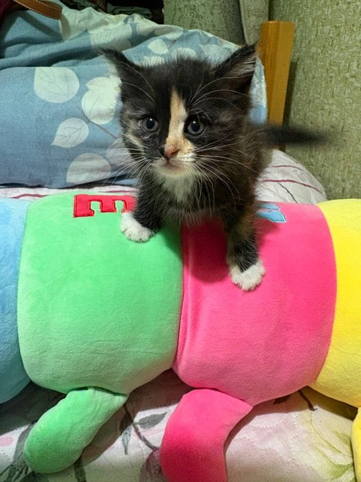Котята домашние ласковые
