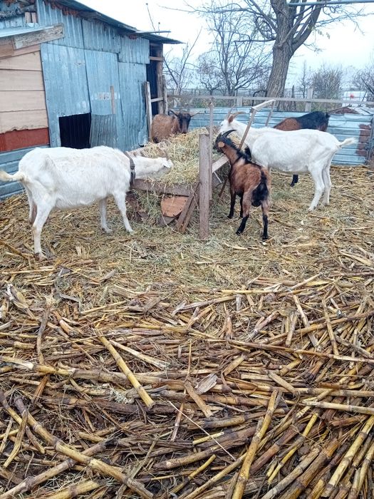 Doua capre sannen gestante