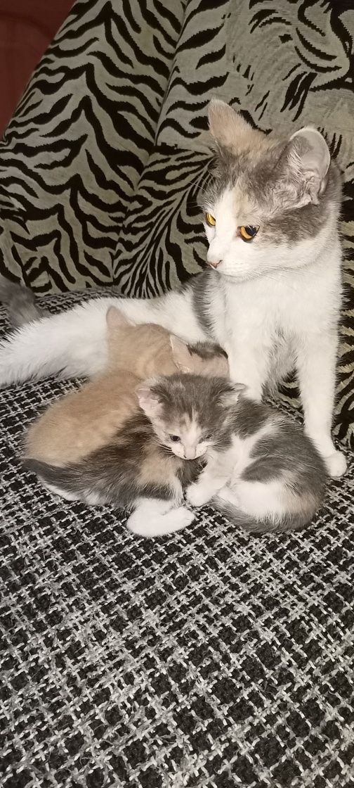 Котят в добрые руки