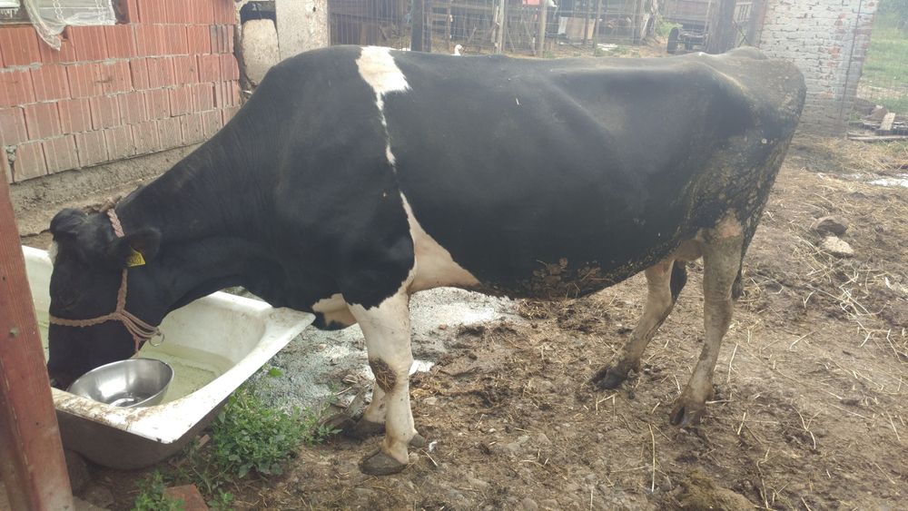 Vaca holstain de vânzare