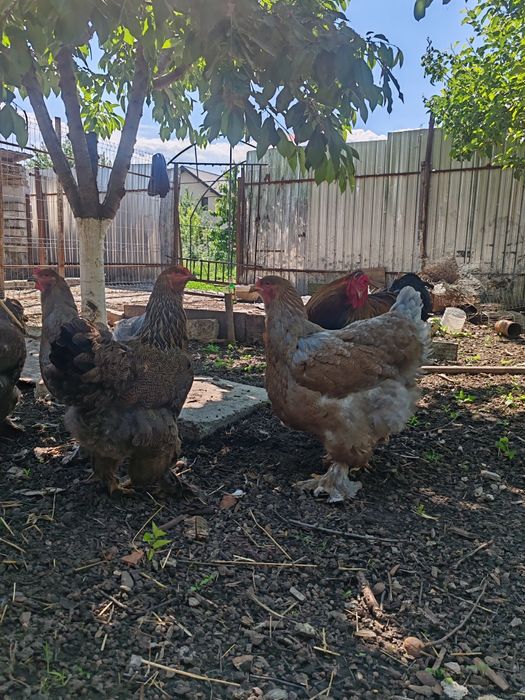 Păsări Brahma diferite culori