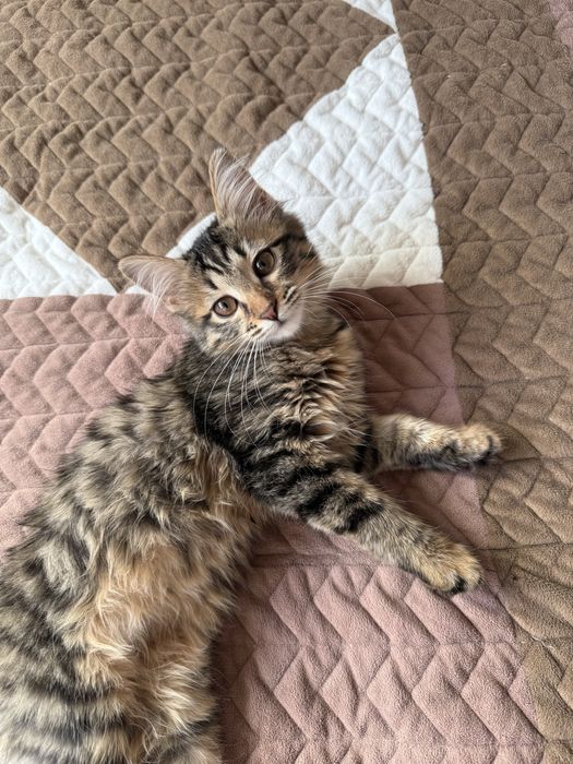 Кошечка Тигруся 3 месяца
