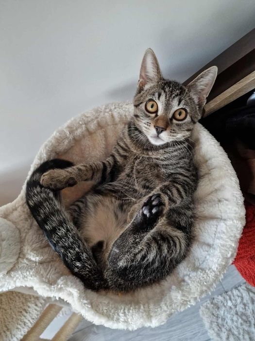 Ofer spre adoptie motan