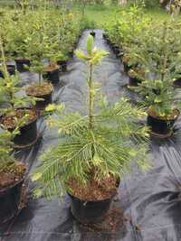 Brad american Abies concolor la ghiveci 5L- inaltime 60-80 cm (6 ani)