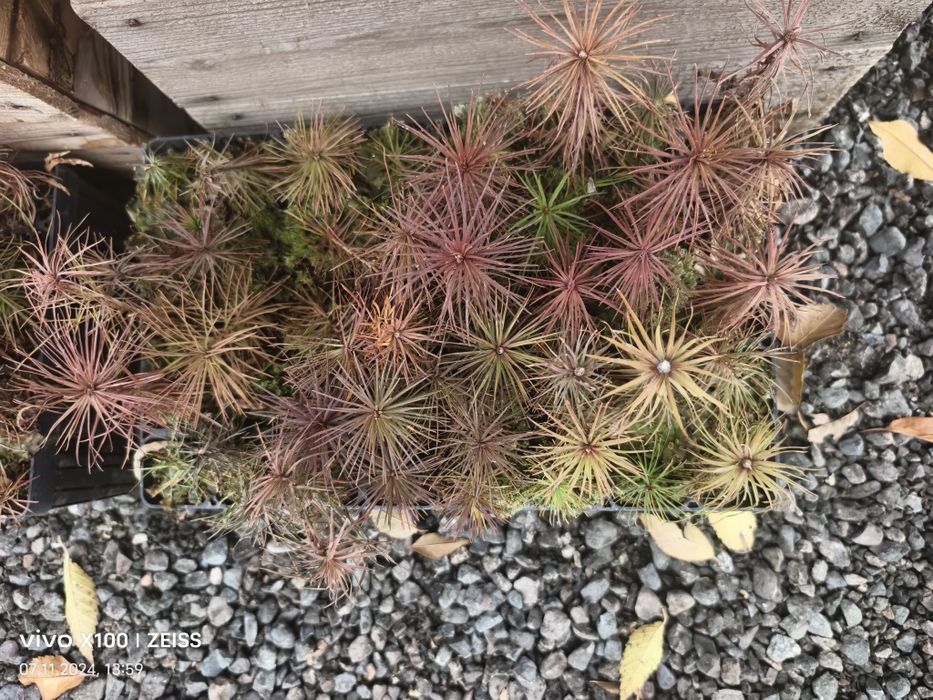 Рассада Сосны не дорого