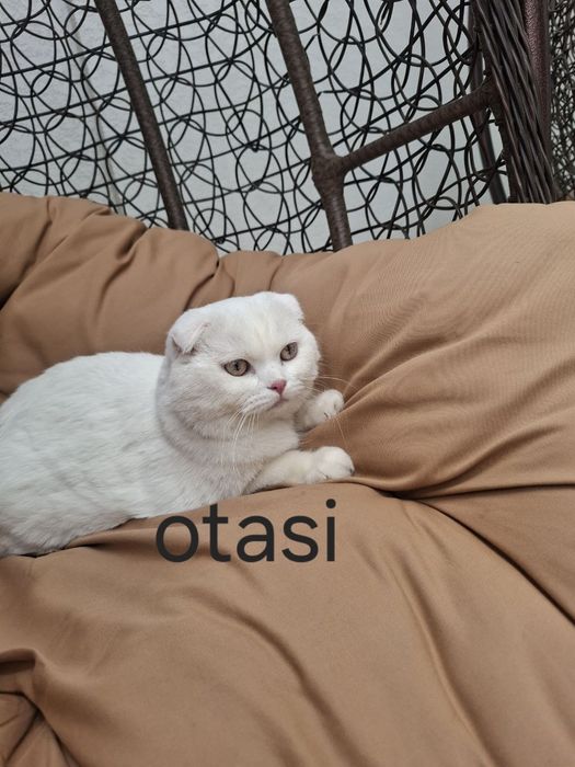 Mushukcha sotiladi 1.5 oylik zoti tozza