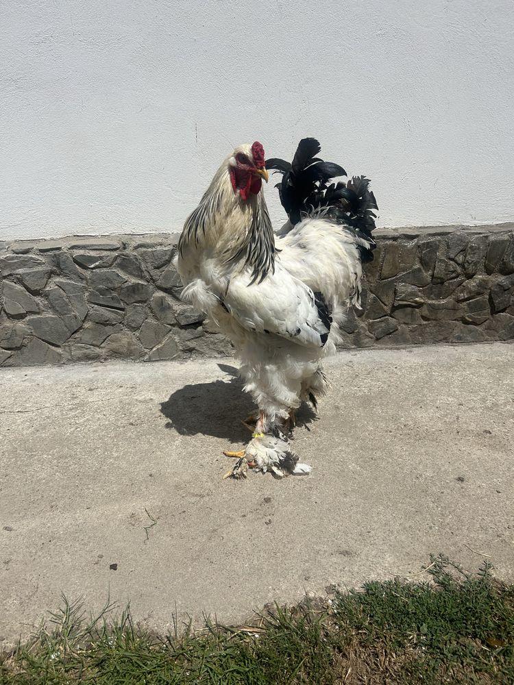Cocosi brahma de vanzare pret 200 de lei