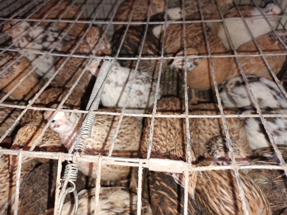 Prepelițe de vânzare