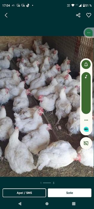 Găini mari albe de carne