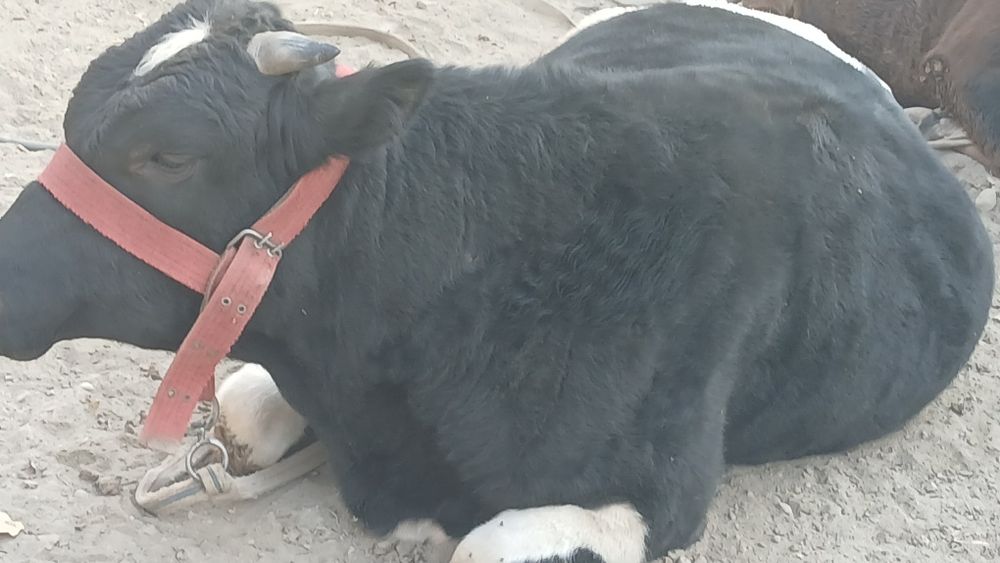 Букалар сотилади.