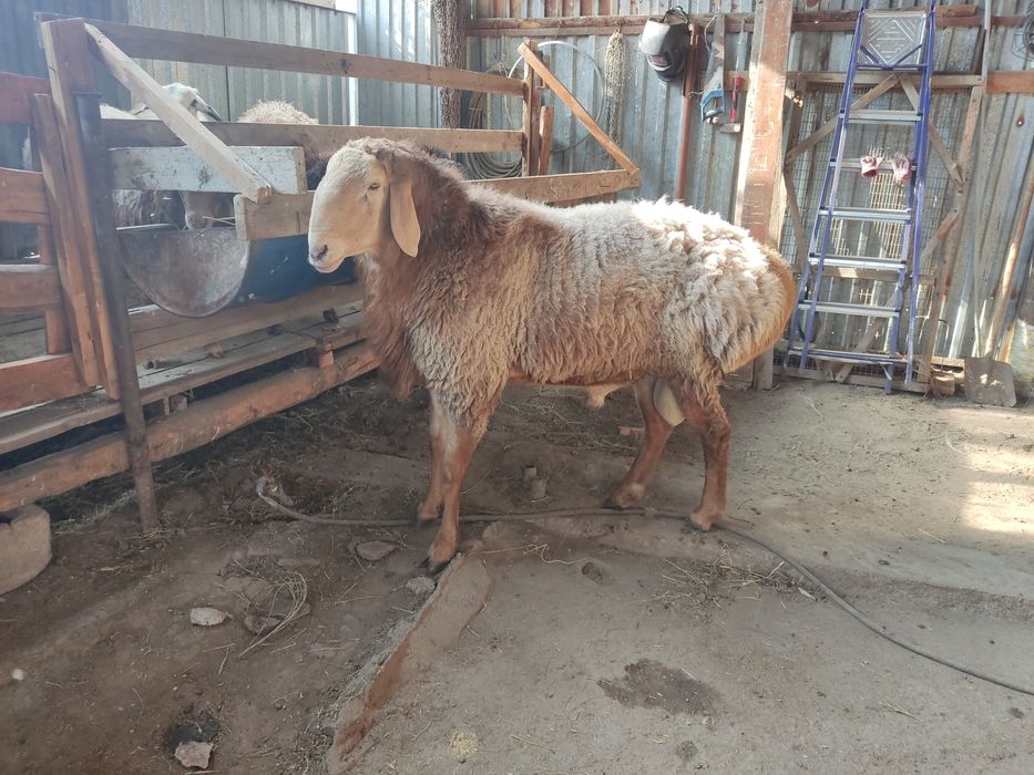 Продам кошкара Арашан