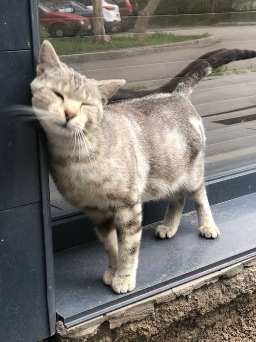 Пристройка/поиск хозяина