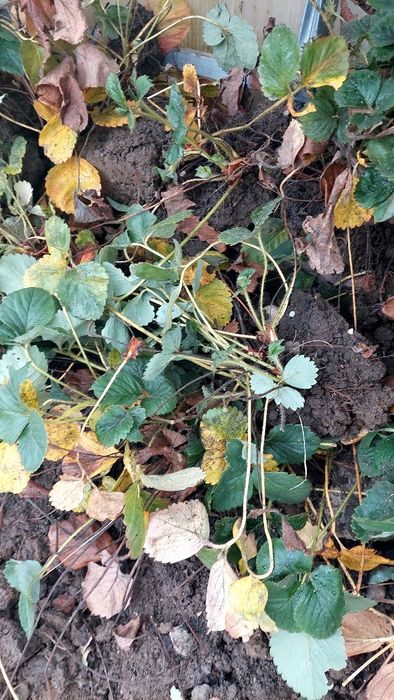 Plante/stoloni de căpșuni