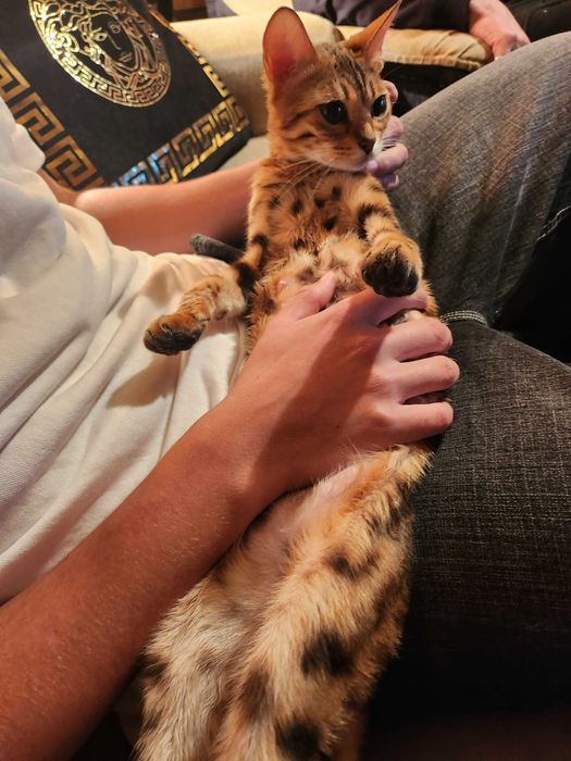 Бенгалски котенца