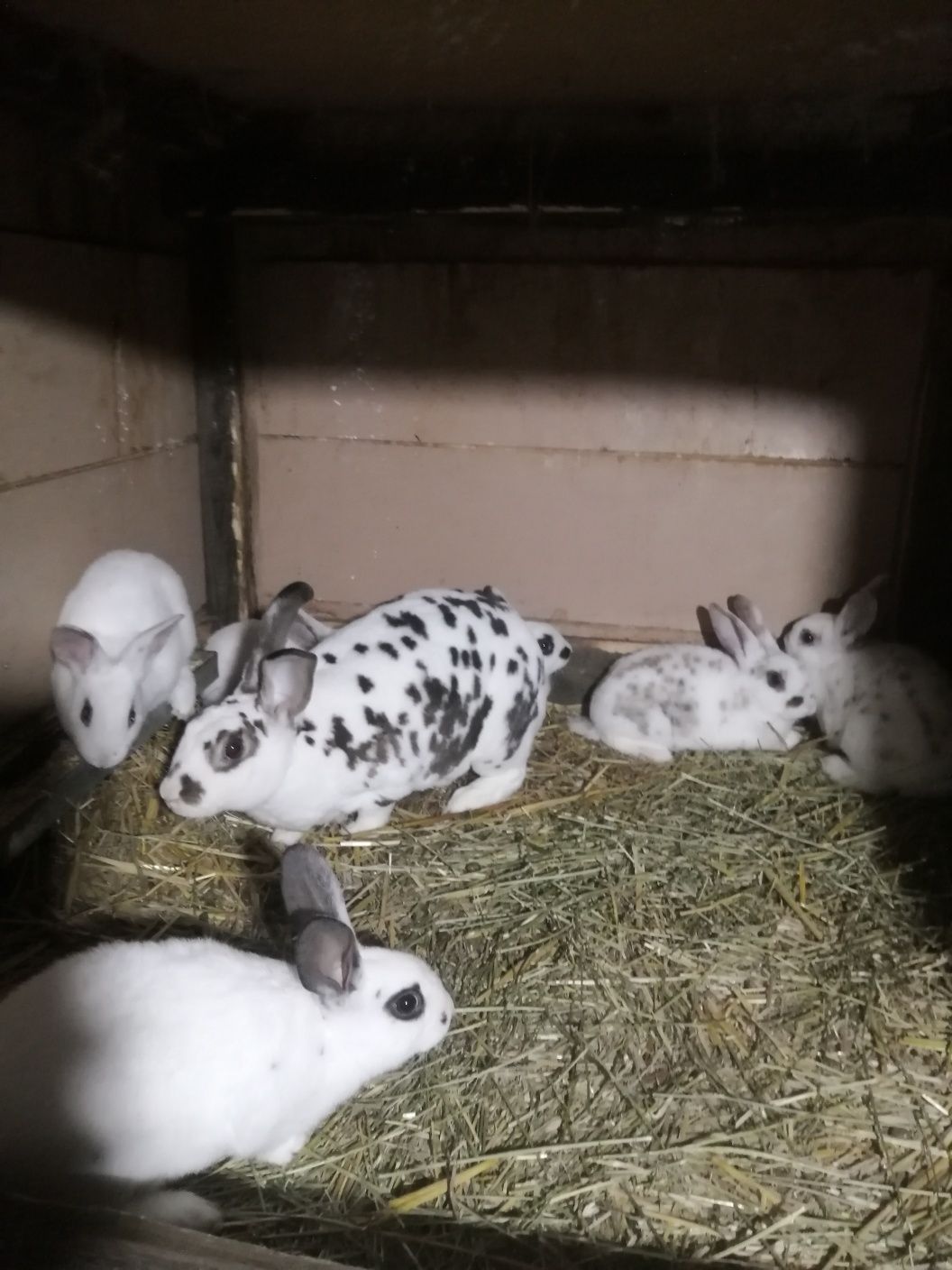 Vând iepurași Rex dalmatian