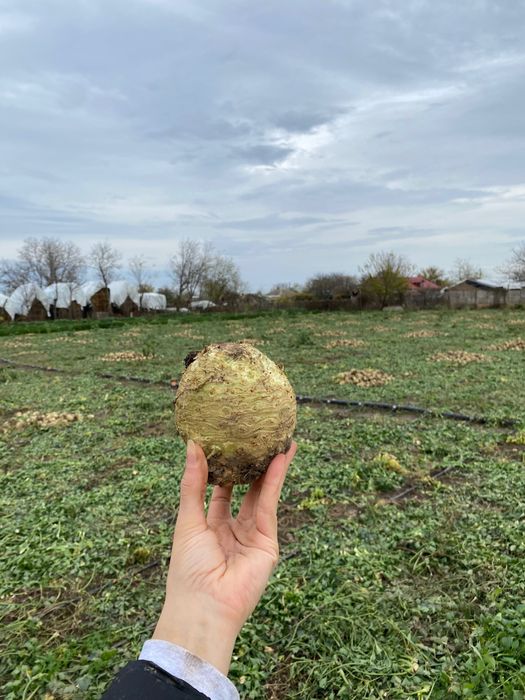 Țelină de vânzare