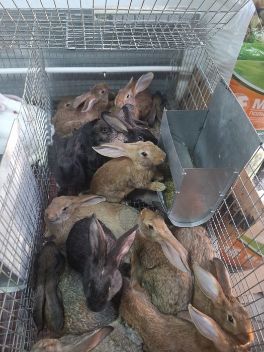 Кролики домашние