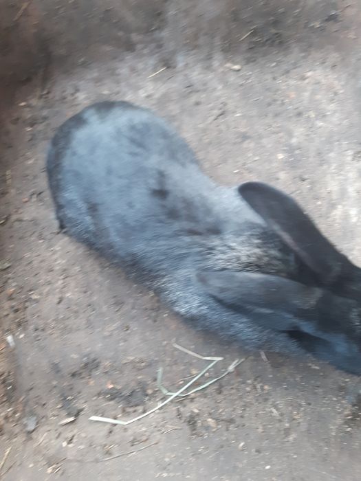 Vând sau schimb iepuri  jud HD com Balsa