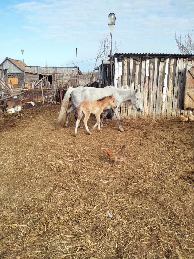 Продам кобылу с жеребёнком