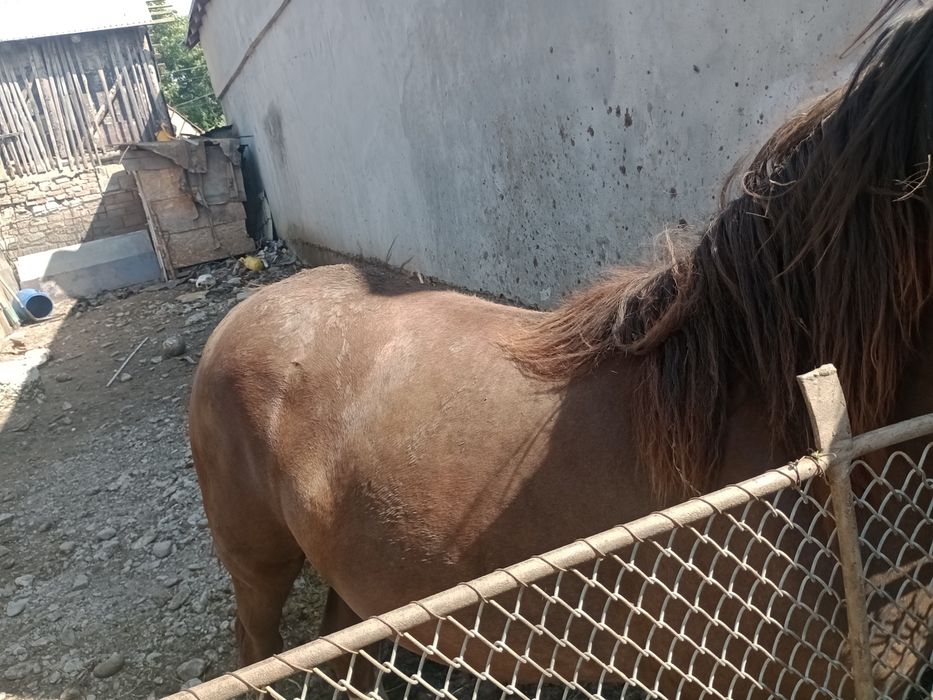 Mânză de un an și două luni preț 4000 de lei negociabil