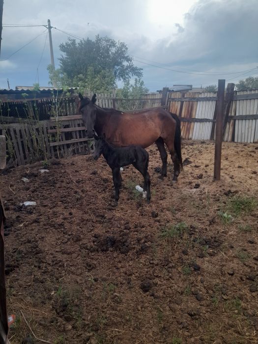 Құлынды бие сатамын