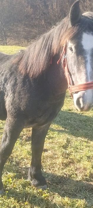 Vând un mânz de un an