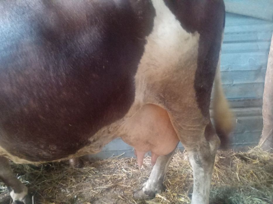 Vaca Bălțată romaneasca