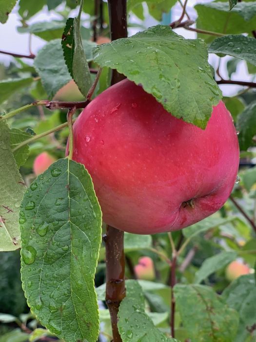 Mar (Red Melba )