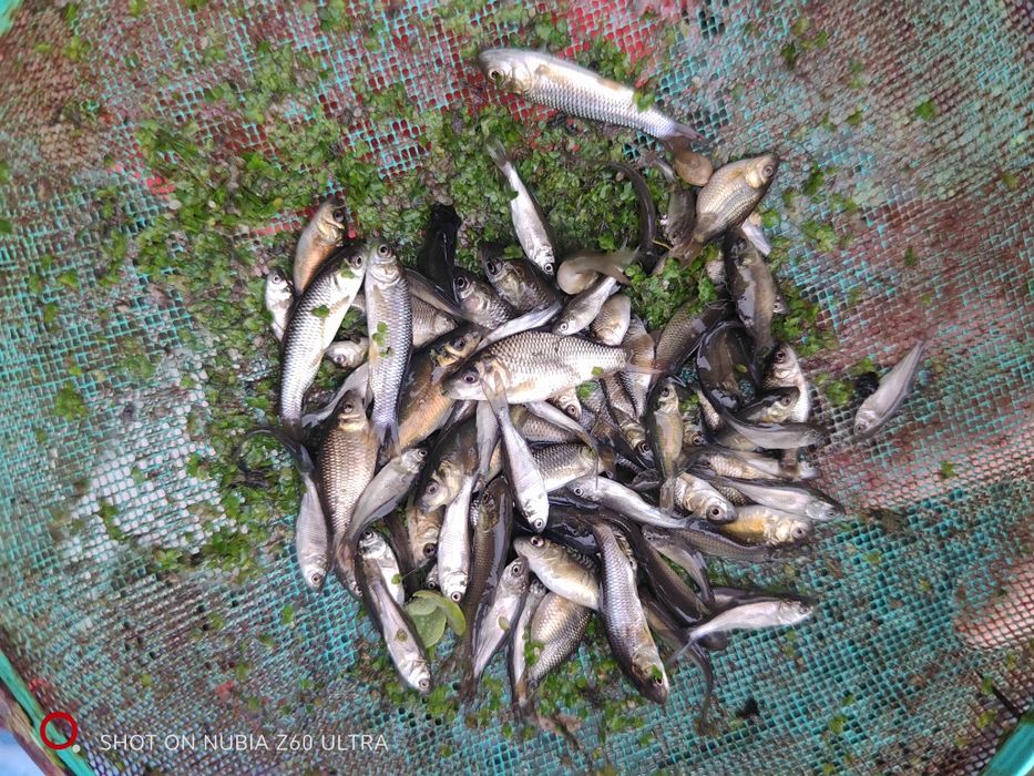 Puieți crap, ten și sânger. Nuferi, lintiță de apă, și alte plante plu