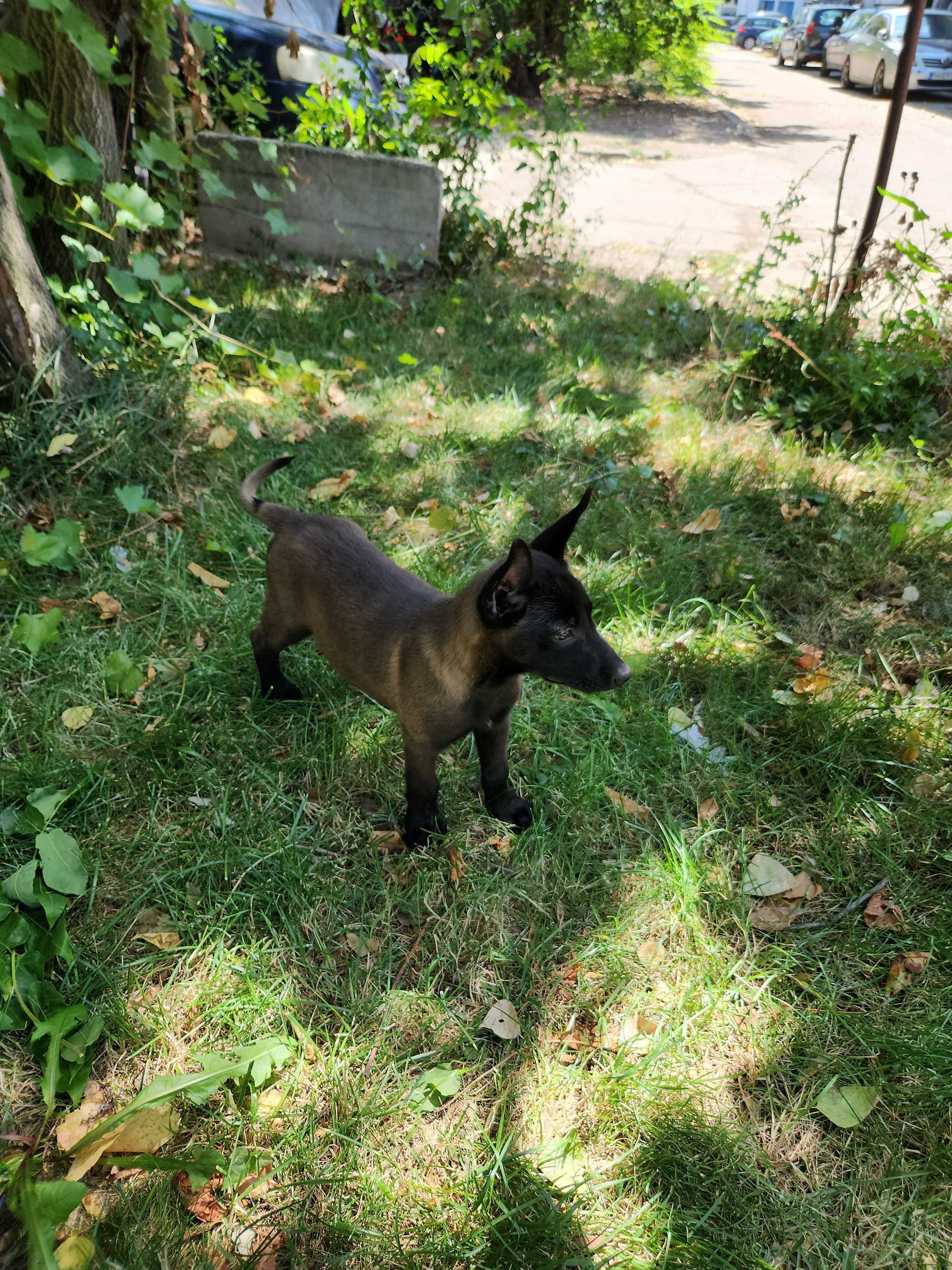 Femela Ciobanesc belgian Malinois cu pedigree