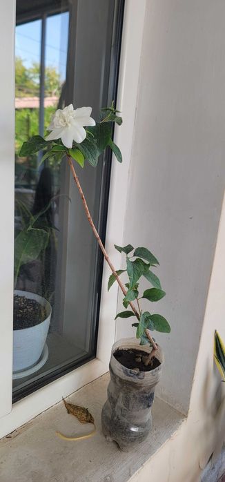 Домашние цветы...