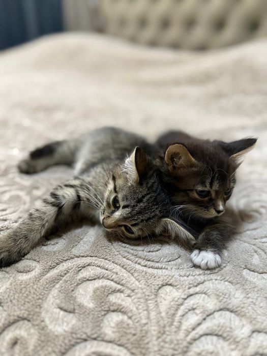 Mushuk 2 ta ласковый