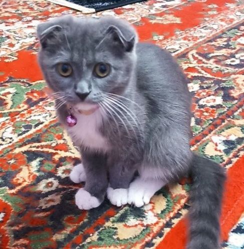 Кошка scottish fold