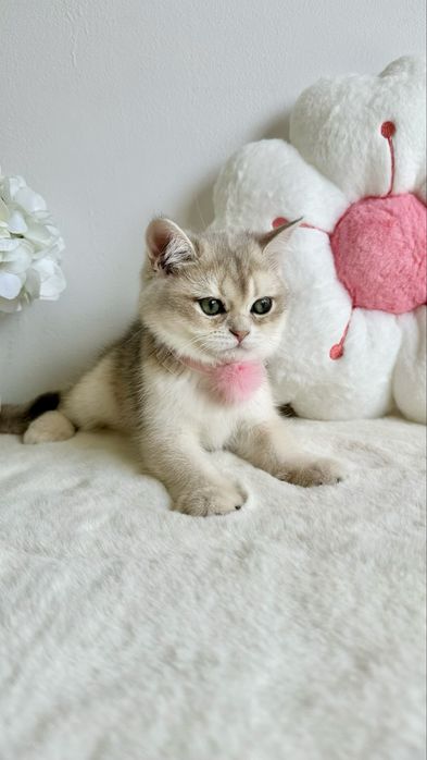 Fetita British Shorthair Chinchilla Blue Golden - Pedigree