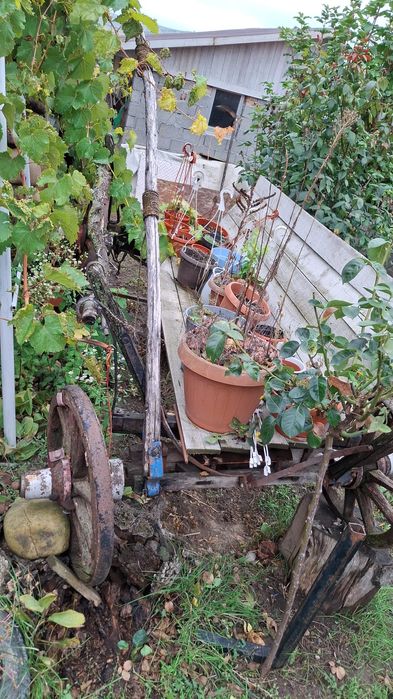 Caruta veche tradițională