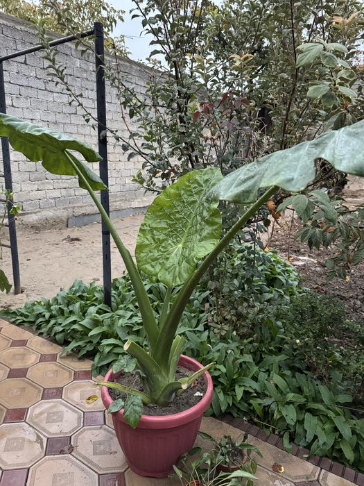 Manzarali ofisni fil quloq gul