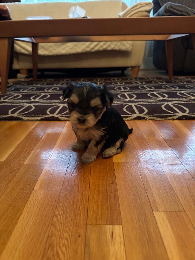Yorkshire terrier