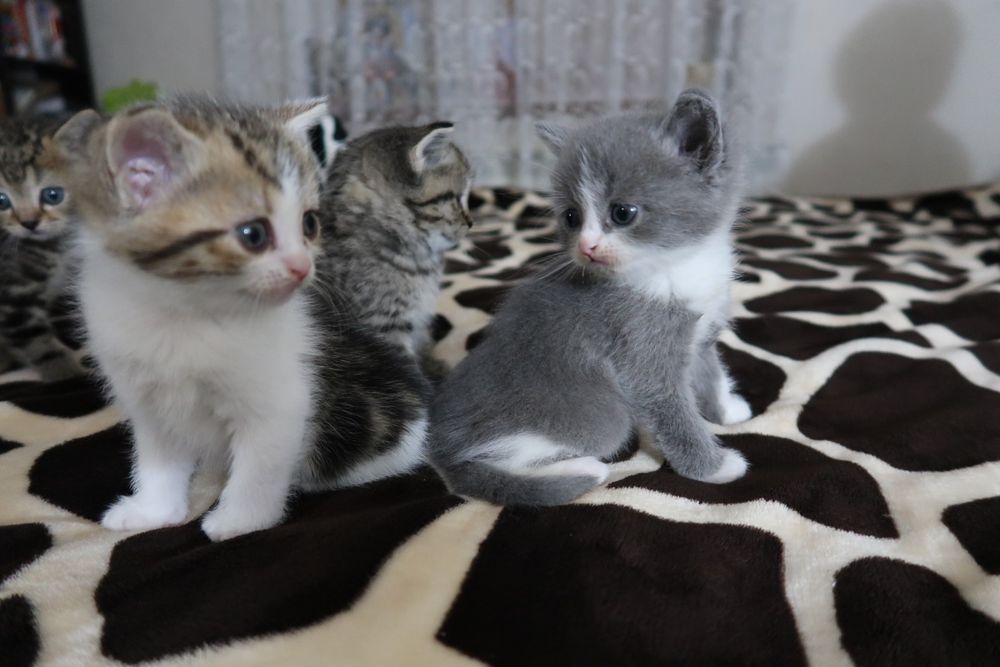 Продаются котята