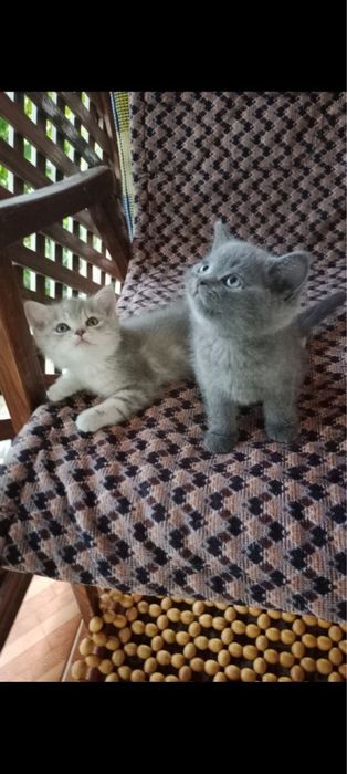 Продаются котята