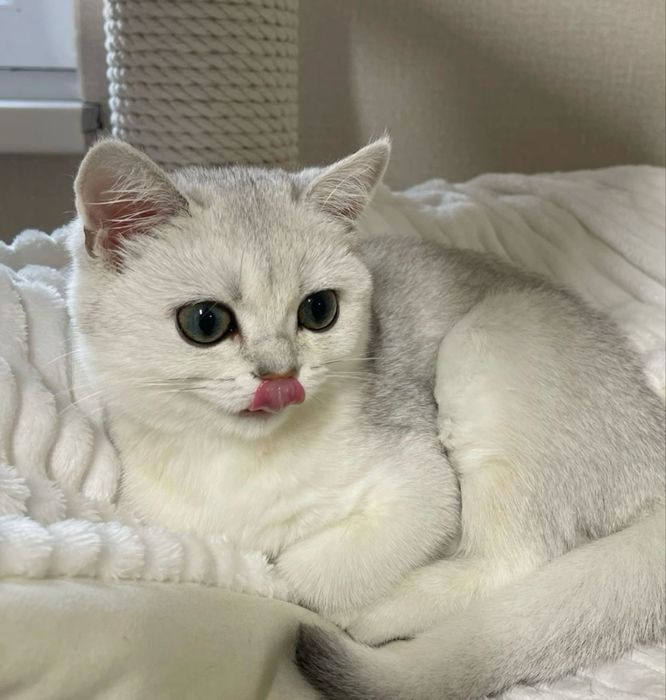 Британский котенок шиншилла серебро!