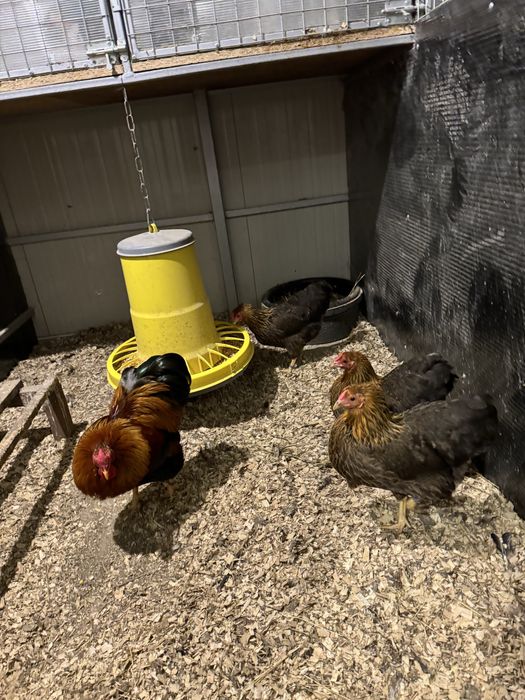 Familii wyandotte pitic varietatea gat auriu